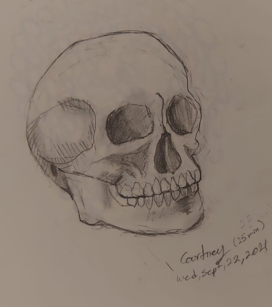 it is a drawing of a Skull