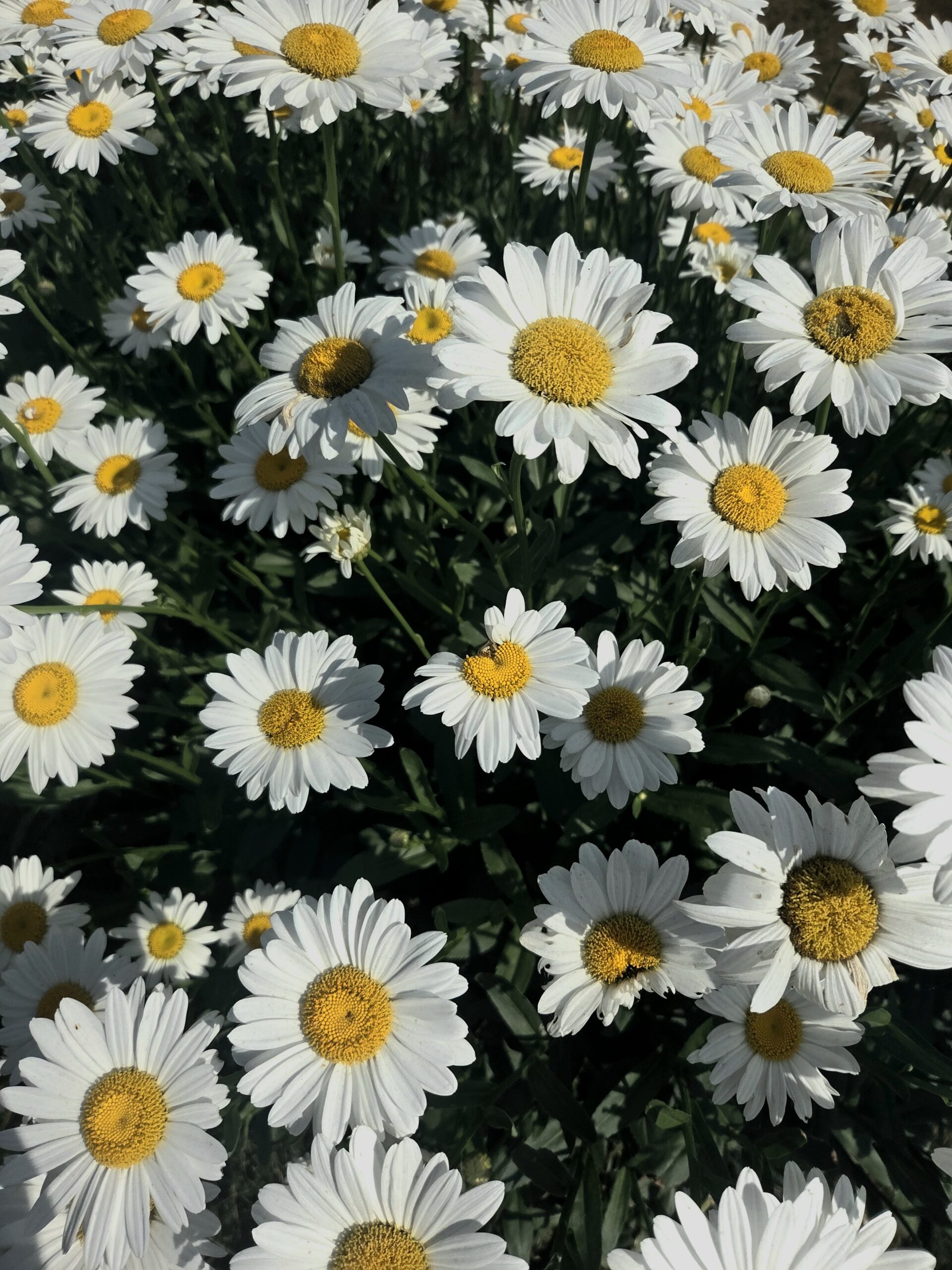 bed og Daisies