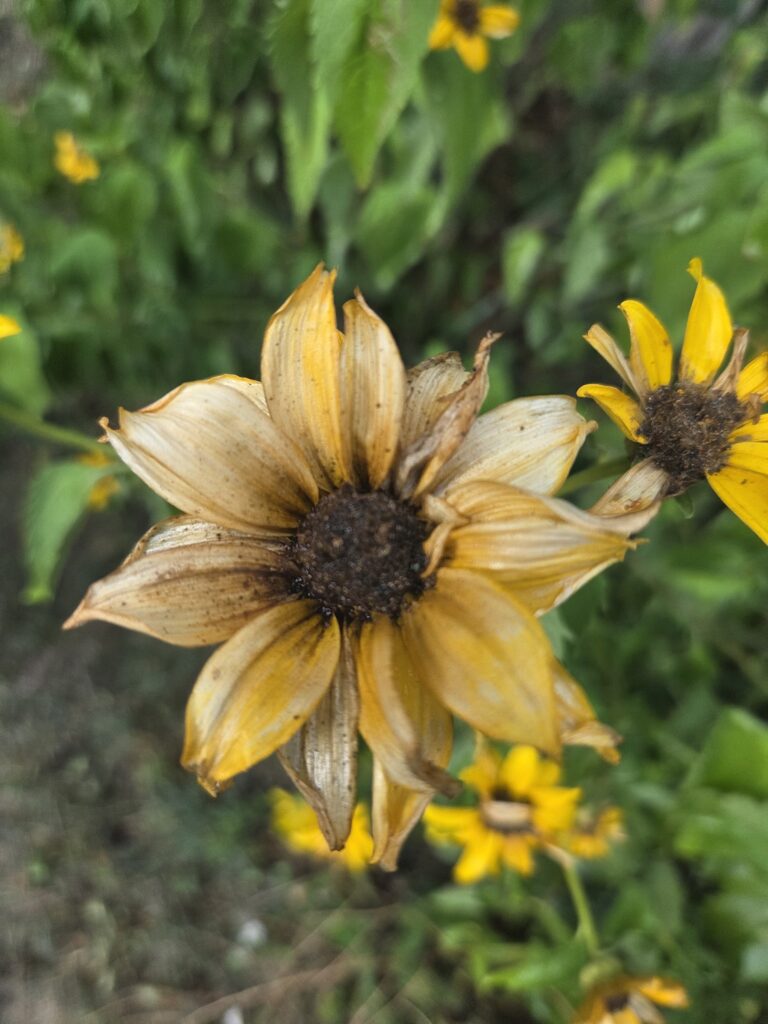 it is a fading Sunflower