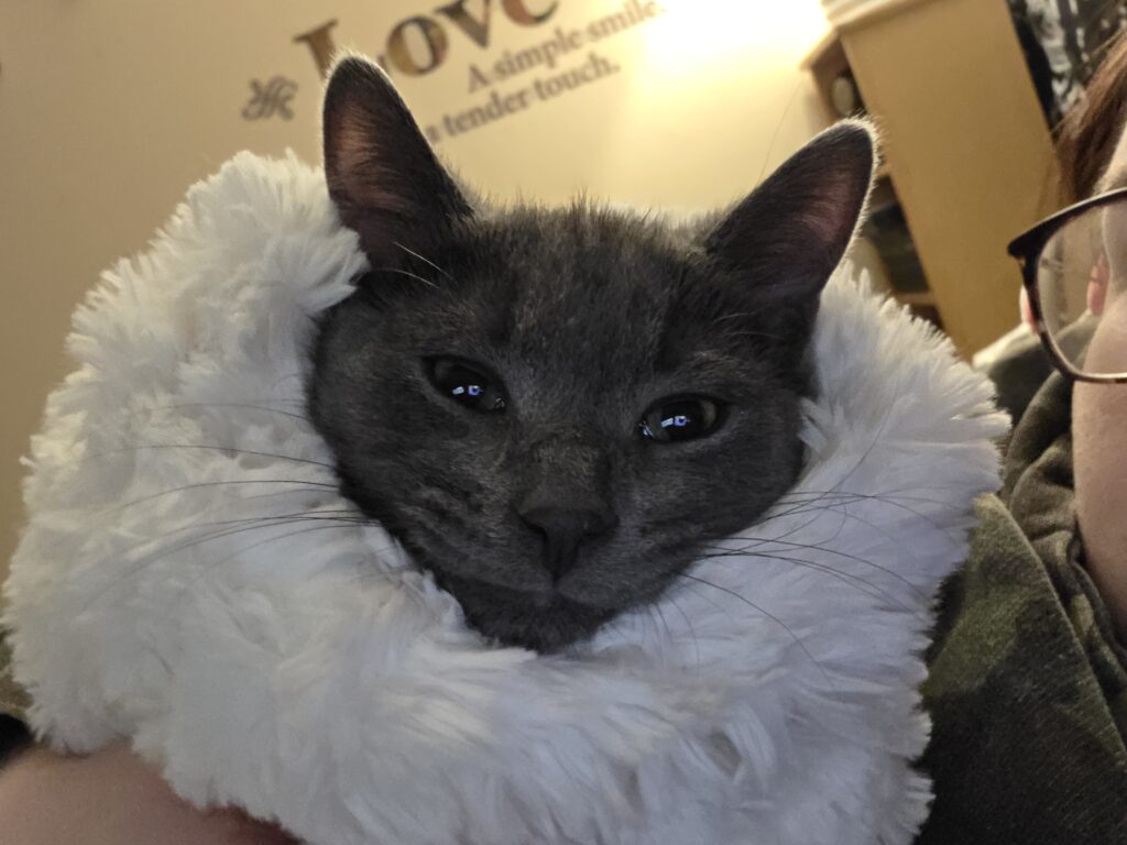 it is a gray cat that is wrap in the blank