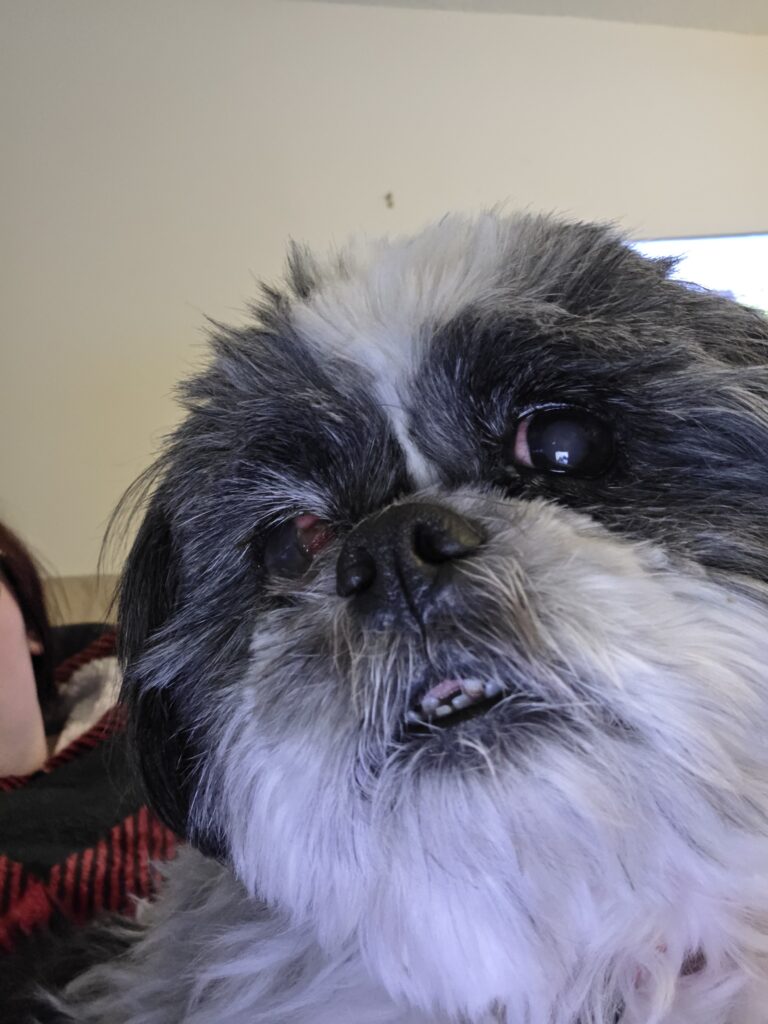 it is dog that is close up and smilling