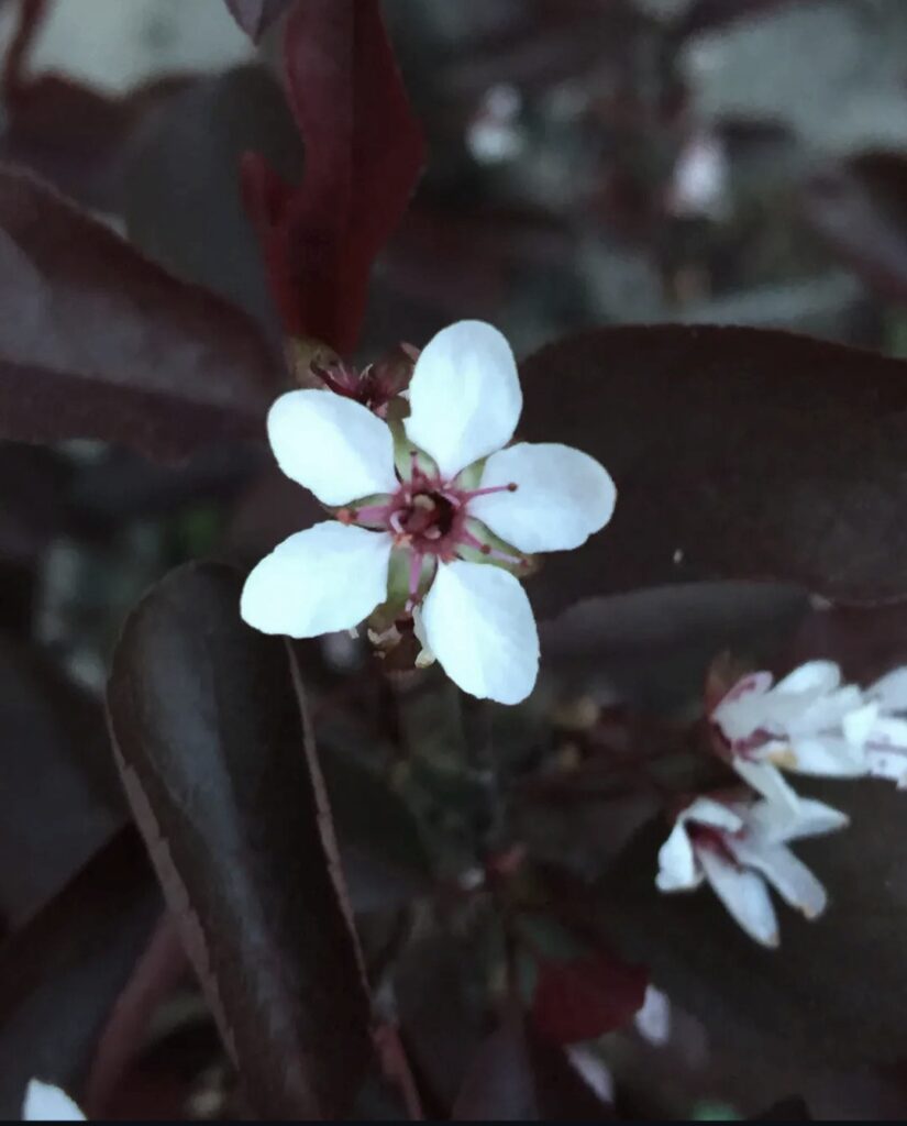 it is a white Flower 