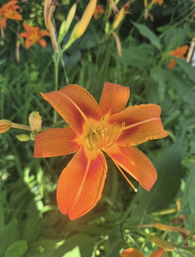 it is a orange flower